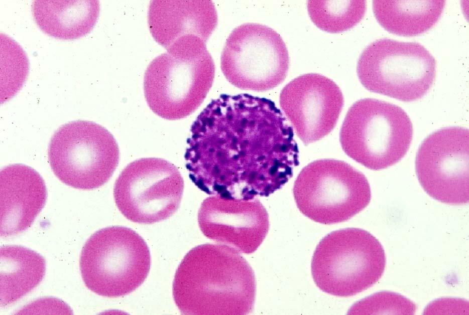 03-54. Basophil leucocyte 1.