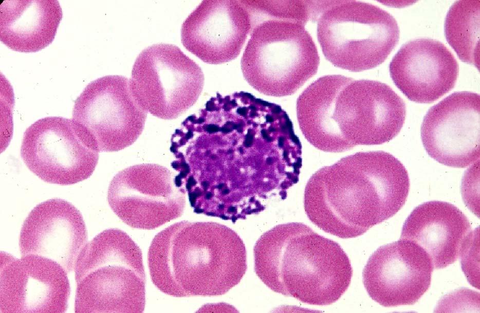 03-55. Basophil leucocyte 2.