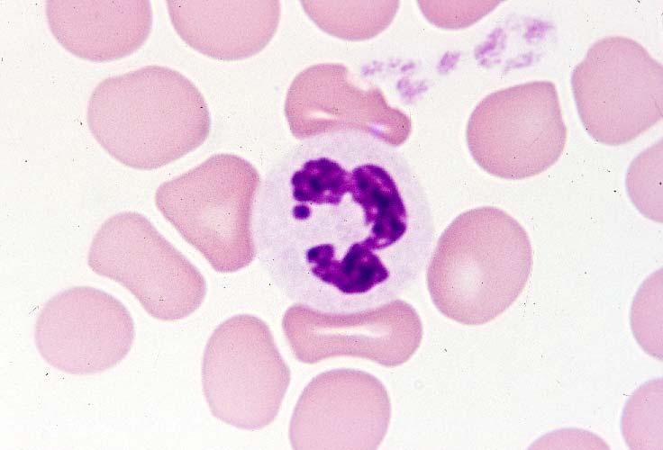 03-60. Neutrophil leucocyte 5.