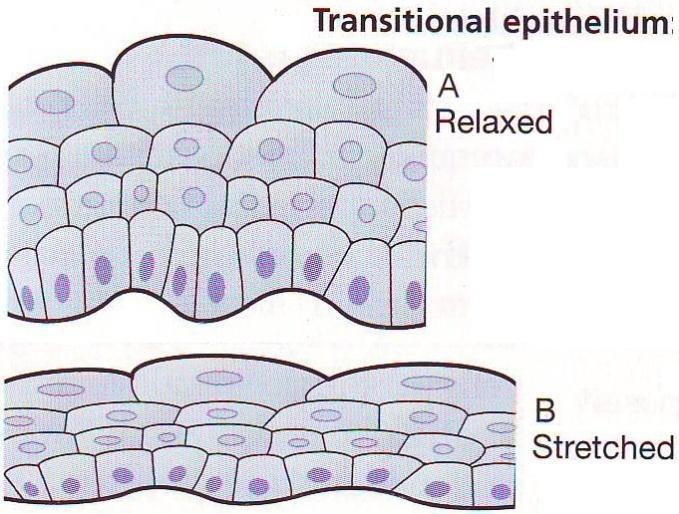 1) Description Transitional Epithelium stratified cuboidal/columnar stratified squamous 2)