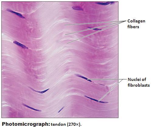 Dense Regular Connective Tissue 1) Description parallel collagen fibers 2) Function