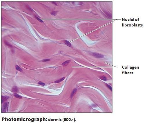 Dense Irregular Connective Tissue 1) Description irregularly arranged collagen fibers 2) Function