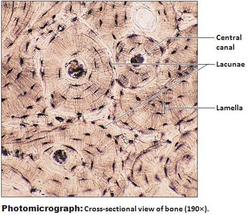 1) Characteristics Extracellular matrix Solid dense collagen Osteocytes Minerals Ca2+ carbonate