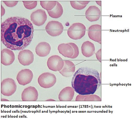 Blood 1) Characteristics Extracellular matrix plasma