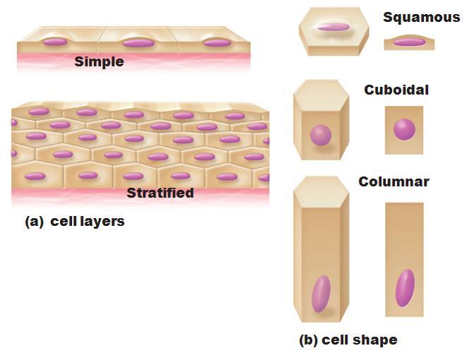 Tissue Nomenclature of Epithelia First name = cell layers?