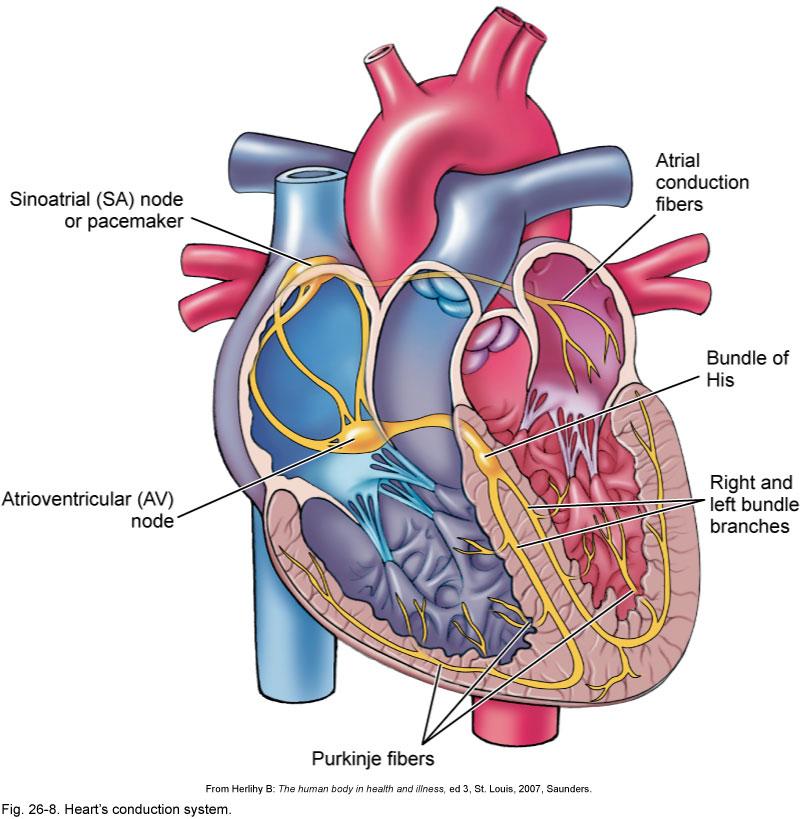 Tissues" C. Cardiac muscle tissue Involuntary, striated muscle tissue located in the heart wall.