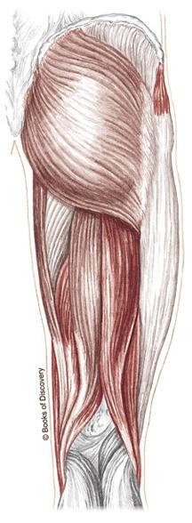 Gluteals! Trail Guide, Page 315" The three gluteal muscles are located in the buttock region, deep to surrounding adipose tissue.