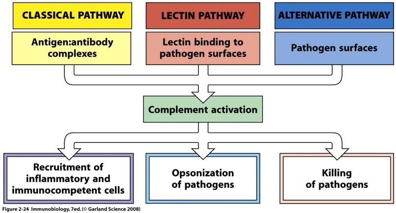 lectin pathway innate activation