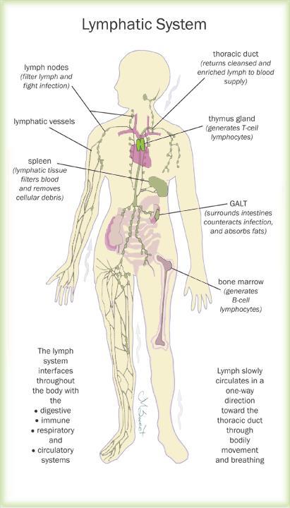 The Lymphatic System contains lymph, which is a clear liquid that circulates through the lymph