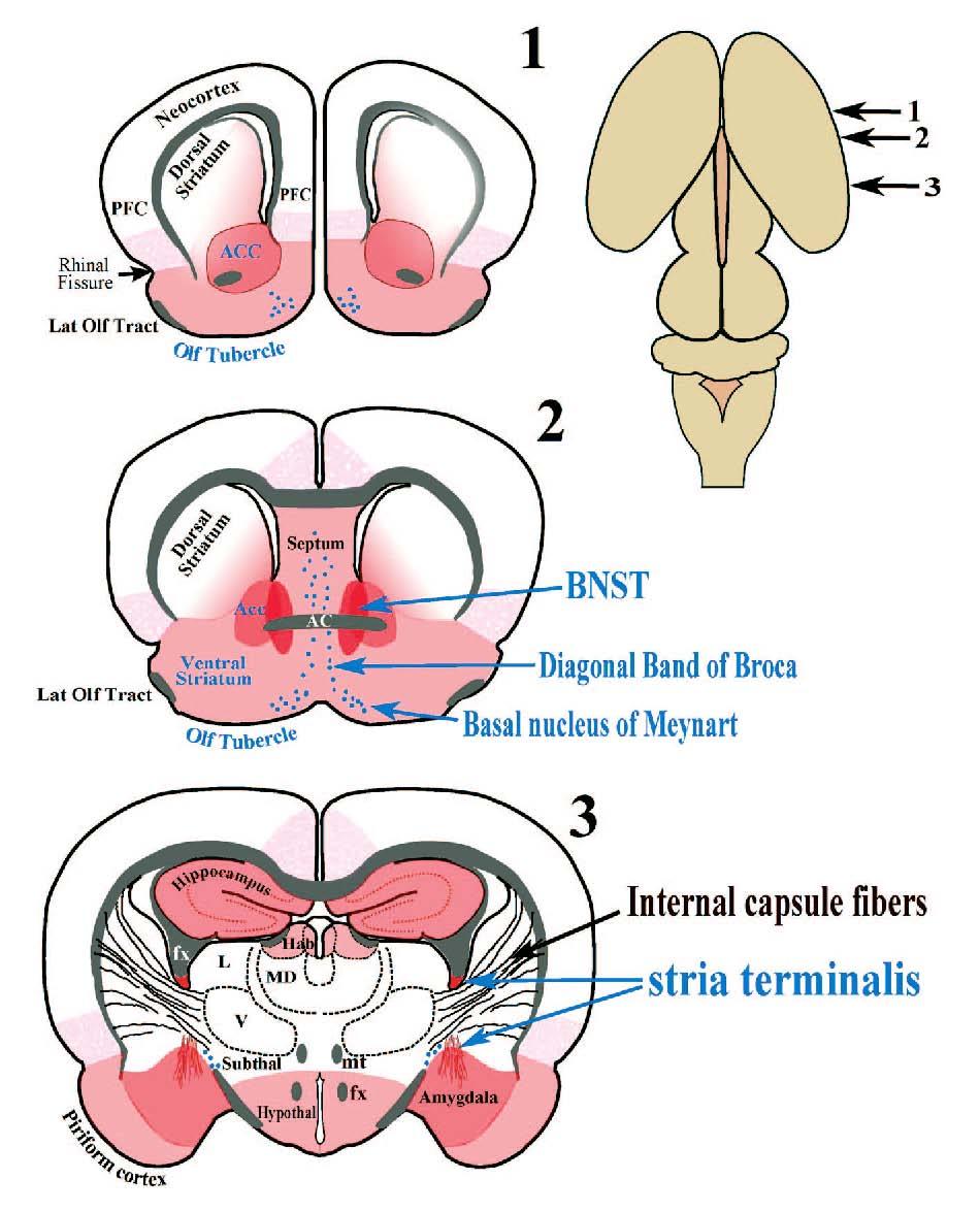 Frontal sections: the limbic system of rodent Find the Amygdala, the Stria Terminalis, and the Bed Nucleus of