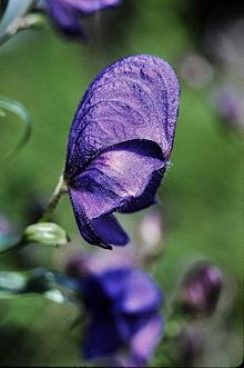 ACONITE Aconite is a plant from the Ranunculaceae family.