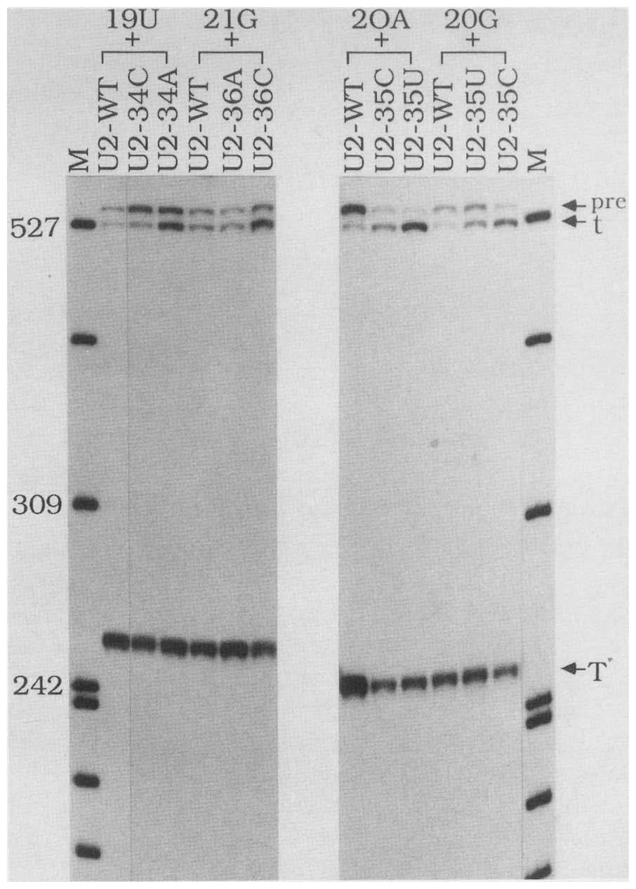 However, cotransfection with the appropriate suppressor plasmids resulted in significant levels of small t splicing.