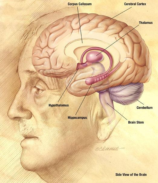 Inside the Human Brain To understand Alzheimer s disease, it s important to know a bit about the brain The Brain s Vital Statistics Adult weight: about 3 pounds