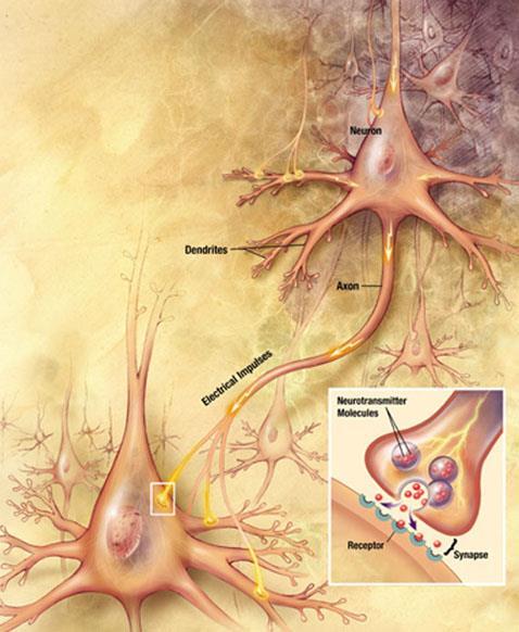 Inside the Human Brain Neurons The brain has billions of neurons, each with an axon and many dendrites.