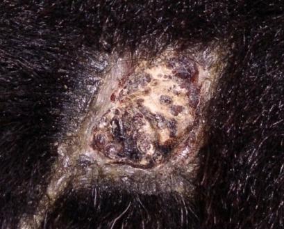 Figure: 1 An early shedding of scar