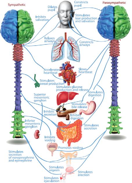 respiration, digestion) of the intestines, heart, smooth muscle, and glands.