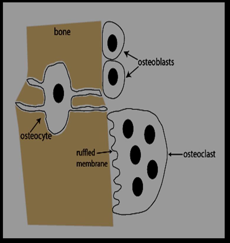 of protein secretory cells. 3- Osteocytes: Are an osteoblasts which trapped in bone tissue and its the principal cells of bone tissue.