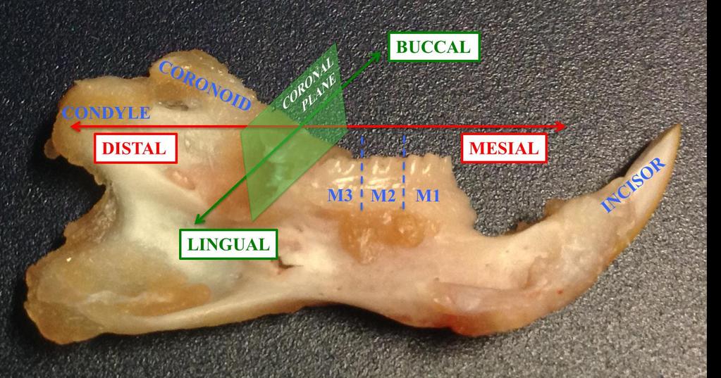 Figure 3: Hemimandible from a 6-month old Sprague-Dawley rat From right to left: incisor, 1 st molar (M1), 2 nd molar (M2), 3 rd molar (M3), the coronoid process and