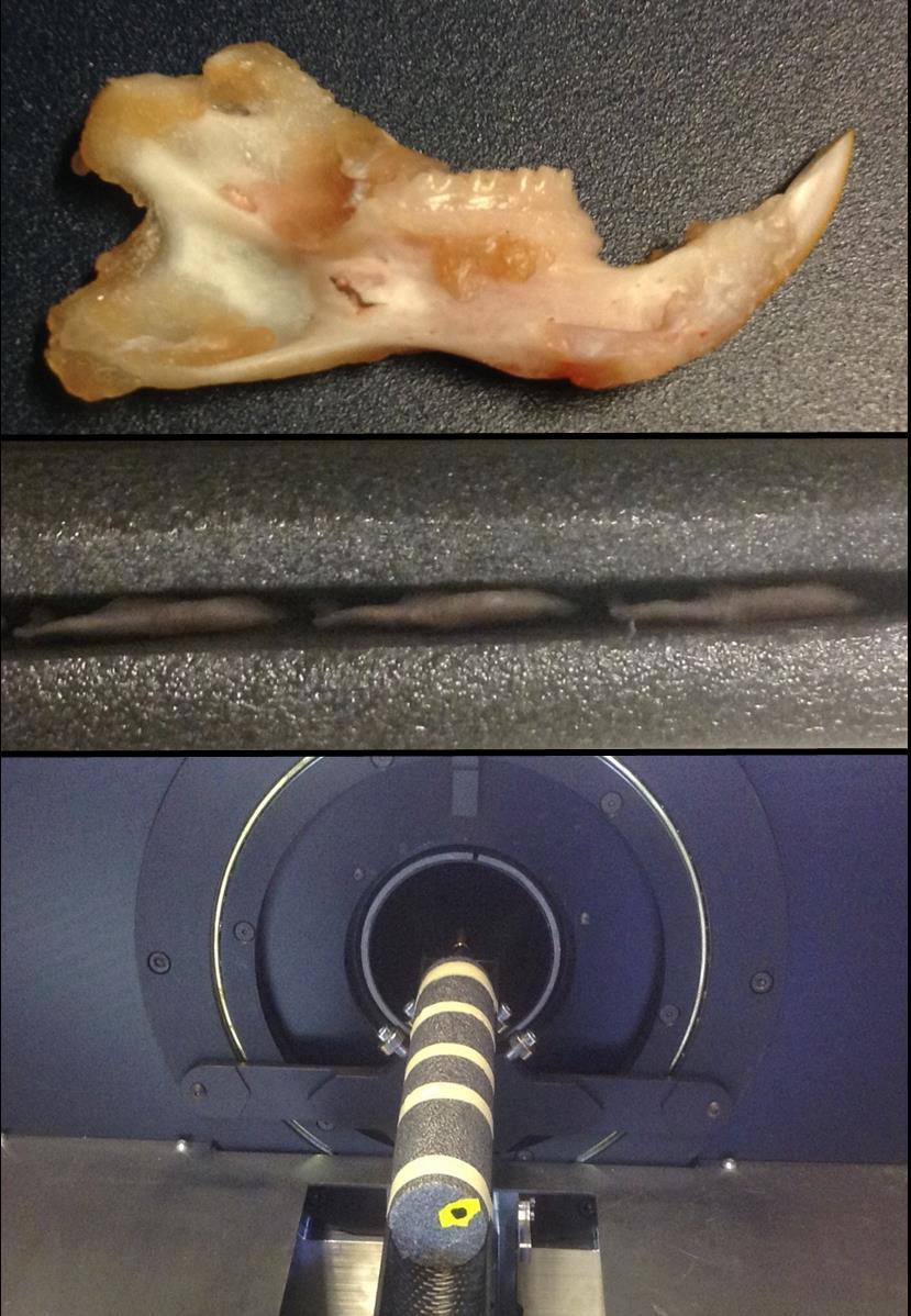 35 Figure 8: Sample preparation for µ-ct A hemimandible removed from -80ºC storage (top). The hemimandible was wrapped in parafilm and placed axially in a foam tube (middle).