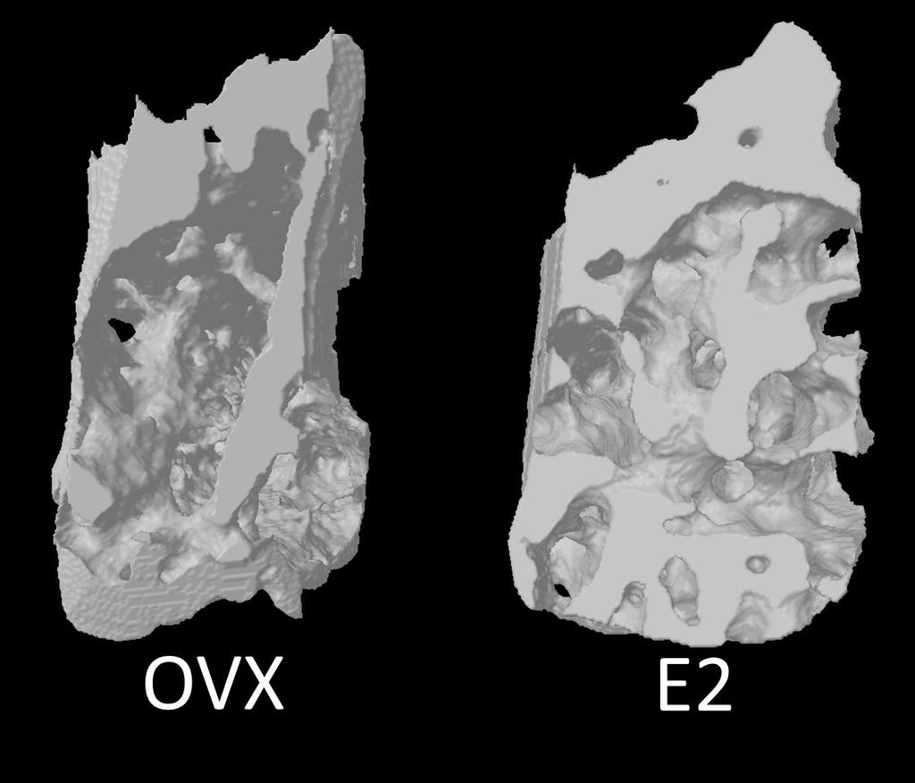 56 3.3.1 Three-dimensional imaging of alveolar bone in the mandible Representative alveolar regions (based on BV/TV) are shown in Figure 19.