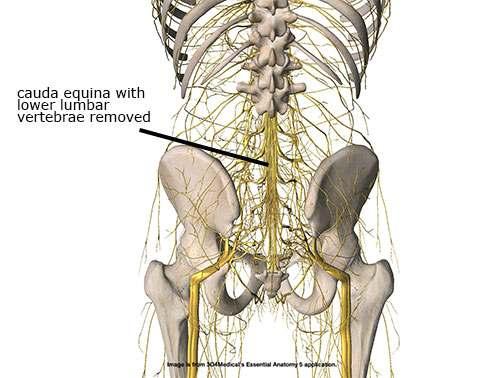 Anatomical Description The spinal cord begins at the base of the brain and continues down through the cervical and thoracic vertebrae.