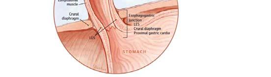 Cases Esophageal Anatomy & Innervation Pandolfino &