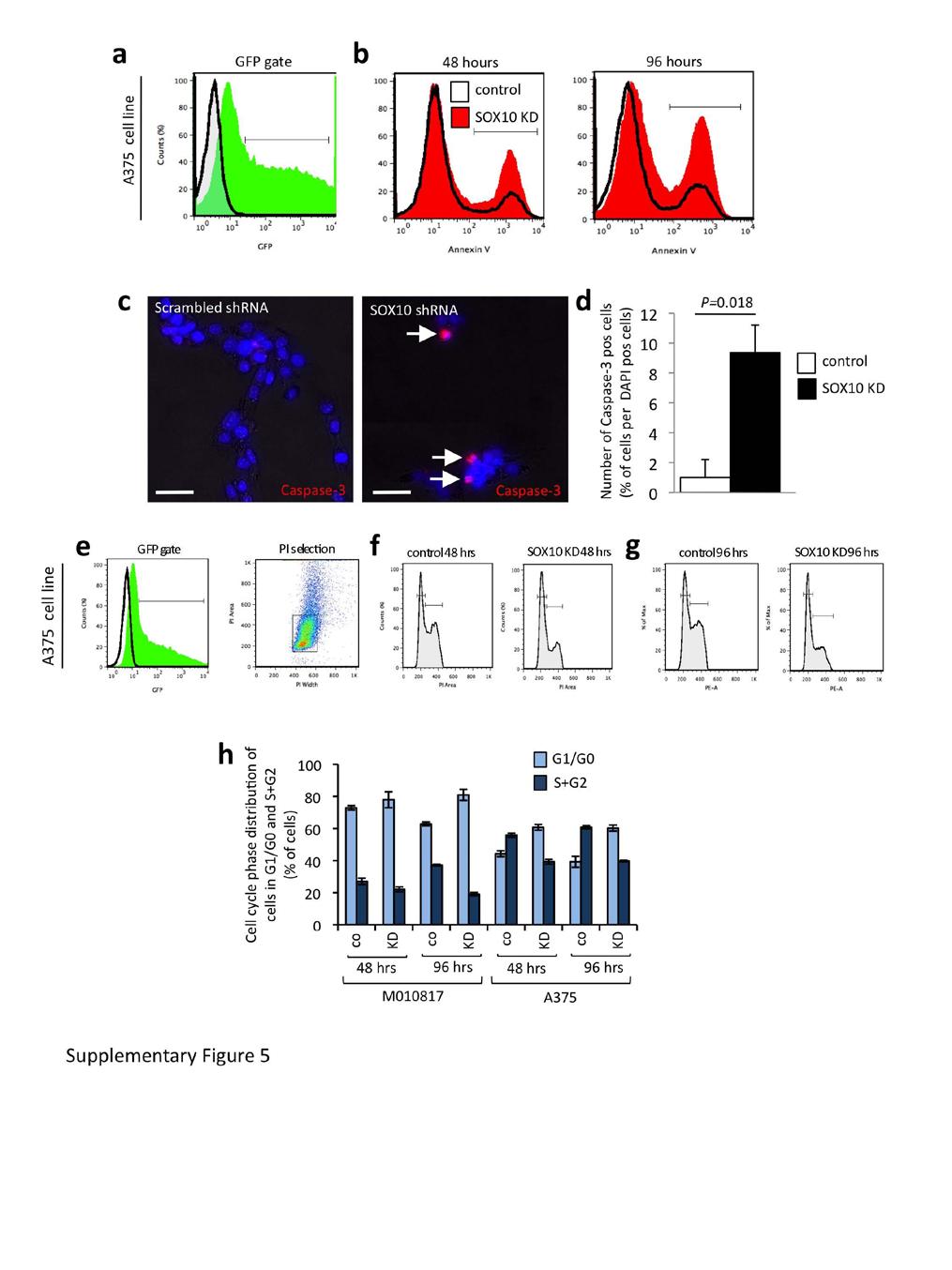 Figure S5 Knockdown of SOX10 induces cell cycle arrest and leads to increased apoptosis in human melanoma cells. a-b, FACS analysis of apoptosis in A375 cell line upon SOX10 knockdown.
