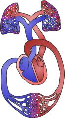 The Heart Understanding how the heart works helps to understand arrhythmias. The heart is the most important muscle in the body. Lungs The heart has 2 sides; the right side and the left side.