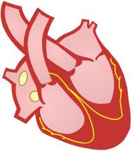 The right ventricle contracts and the blood is pumped to the lungs. In the lungs, the blood is loaded with the oxygen that we breathe. From the lungs, the oxygen-rich blood goes to the left atrium.