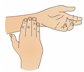 It is important to know how to check your own pulse. You can find your pulse on the inside of your wrist, on the edge closest to the thumb.