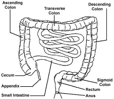 J. Label the parts of the large intestine; Large Intestine: - Larger tube of digestive tract - Consists of: Cecum (a blind pouch) Colon - Cecum is much larger in horses & rabbits than in other