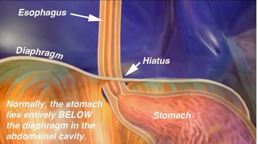 Esophagus Muscular tube located posterior to the trachea About 10 inches long Does not participate in digestive processes - simply a transport corridor