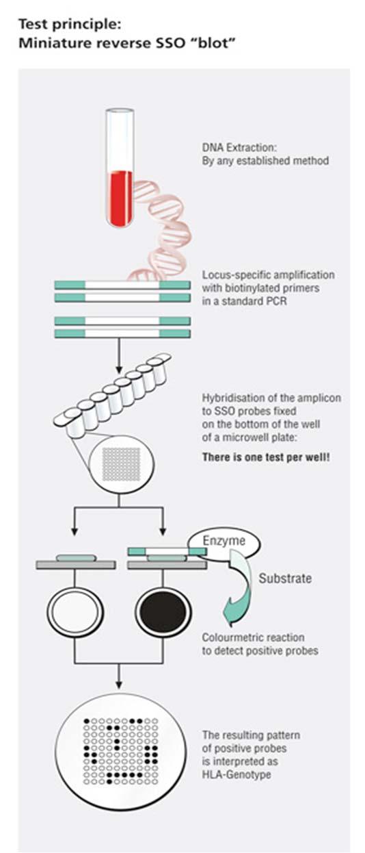 PCR-SSO on the Chip Throughput