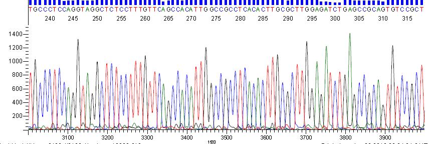 Forward PCR primer Sequence Based Typing