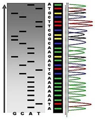 Applied Bio systems 3130xl Genetic