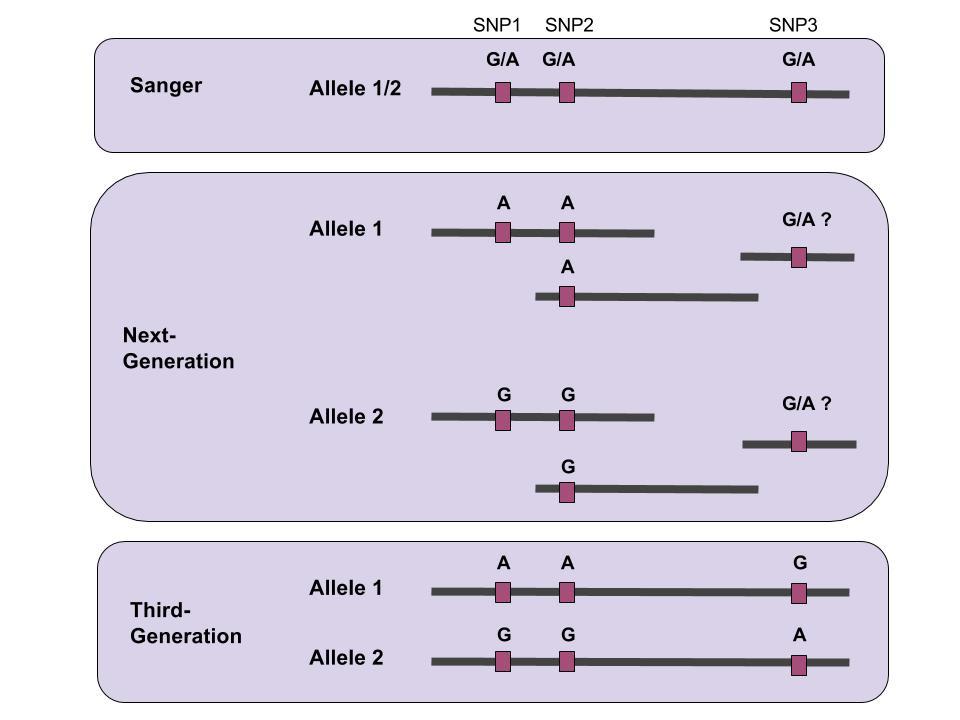 HLA Allele assignment- Sequencing