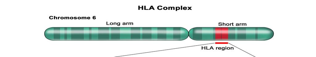 Genomic Organization of the HLA Complex Chromosome 6 Highly polymorphic genomic region Immunologically relevant- Antigen presentation Polymorphism restricted to functionally