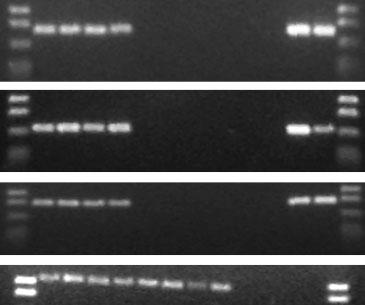 Mane-A*10 identification, tetramer development and viral escape A PCR-SSP primer set 1 161 bp B PCR-SSP primer set 2 134 bp C PCR-SSP primer set 3 174 bp D CCR5 239 bp M 5612 5614 5619 6370 5613 5618