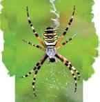 10 Habitats of spiders 12 Life cycles of
