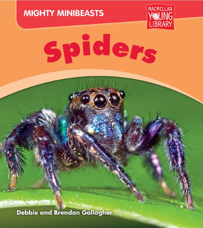 16 Spider homes 18 Spider food 20 Why do