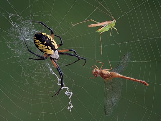 Why do spiders spin webs? Spiders spin webs to make a home and catch their prey.