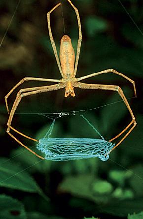 Some parts of an argiope spider s web are sticky for catching prey. Different spiders can create different webs.