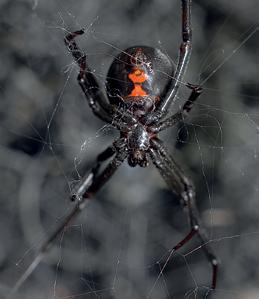 Spiders inject venom into their prey using hollow fangs.