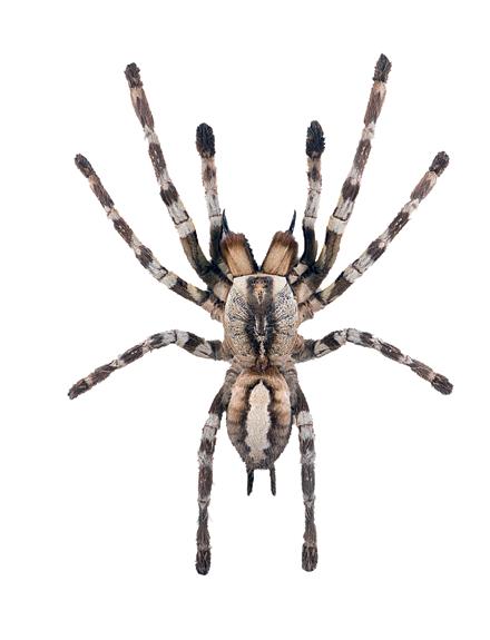 What do spiders look like? Spiders have two main body parts. The back part is called the abdomen.