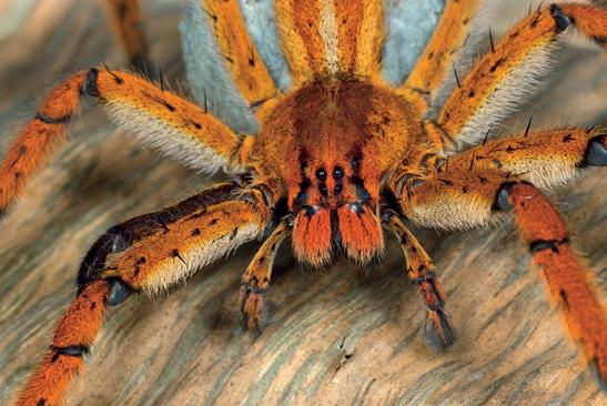 Spiders have eight eyes on the front of their head.