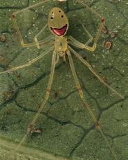 Most spiders are brown or black, but others can be green, grey or other colours.