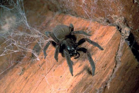 Habitats of spiders Spiders can live in nearly all habitats, including deserts, grasslands
