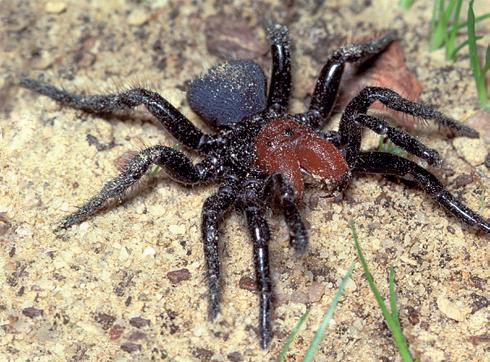 Some spiders live around humans, in farms, towns and cities.