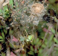 The female lays her eggs inside an egg sac made from silk. 2.