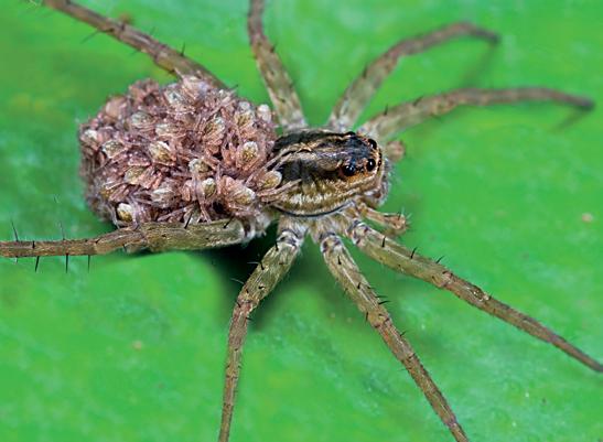 How do spiders live? Most spiders live on their own.